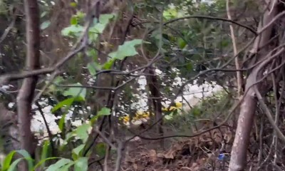 I was in F1 and I met Ronny Aislan on the trail and ate him - Watch in full